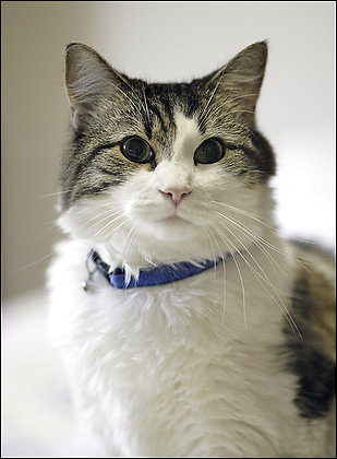 (slika Oscar the cat)